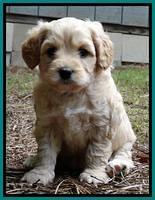 Sandy Blaze pups 5 weeks old 251