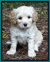 Sandy Blaze pups 5 weeks old 261