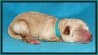 Sandy Blaze pups newborn 1 day old 121