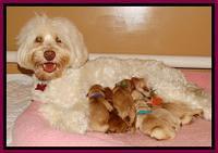 Sandy Blaze pups newborn 1 day old 201