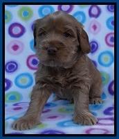 Penny Champ pups 4 wks old 31