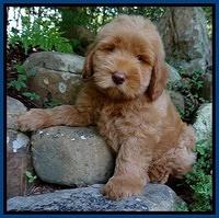 Penny Champ pups 8 weeks old 320