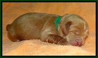 Penny Champ pups 1 wk old 71