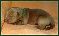 Penny Champ pups 1 wk old 81