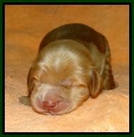 Penny Champ pups 1 wk old 91