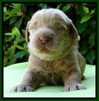 Penny Champ pups 2 weeks old 81