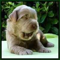 Penny Champ pups 2 weeks old 91