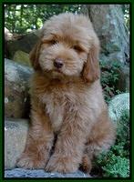 Penny Champ pups 8 weeks old 720