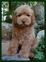 Penny Champ pups 8 weeks old 820