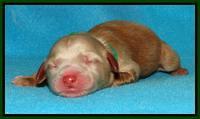 Penny Champ pups newborn 91