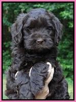 Penny Champ pups 6 wks old 71