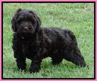 Penny Champ pups 7 weeks old 131