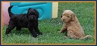 Penny Champ pups 7 weeks old 71