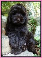 Penny Champ pups 8 weeks old 240