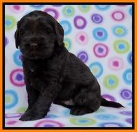 Penny Champ pups 4 wks old 111