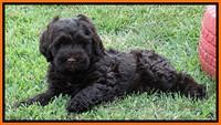 Penny Champ pups 7 weeks old 121