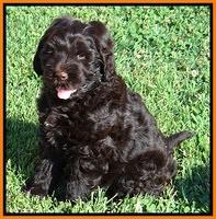 Penny Champ pups 7 weeks old 91