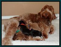 Penny Champ pups 1 wk old group 11