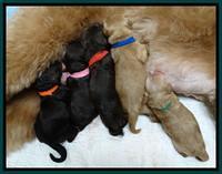 Penny Champ pups newborn 11