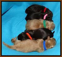 Penny Champ pups newborn 161