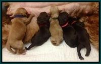 Penny pups newborn 3