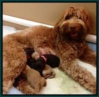 Penny pups newborn 4