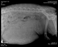 Dawn preg 1 c