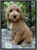 Individual puppy photo gallery