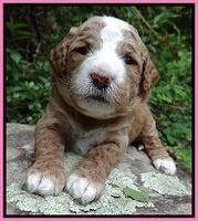 Dawn Ruler pups 3 wks old 41