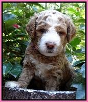 Dawn Ruler pups 4 wks old 41