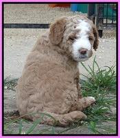 Dawn Ruler pups 5 wks old 1200