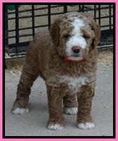 Dawn Ruler pups 5 wks old 7500