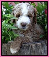 Dawn Ruler pups 6 wks old 21