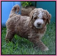 Dawn Ruler pups 6 wks old 31