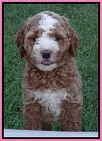 Dawn Ruler pups 7 wks old 11