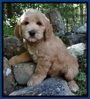 Penley family:  "Harley"