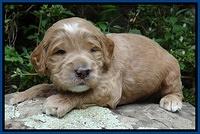 Dawn Ruler pups 3 wks old 81