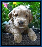 Dawn Ruler pups 4 wks old 61