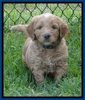 Dawn Ruler pups 5 wks old 4200