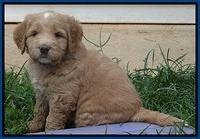 Dawn Ruler pups 5 wks old 6400