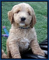 Dawn Ruler pups 7 wks old 71
