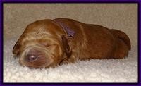 Dawn Ruler pups 1 wk old 101