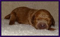 Dawn Ruler pups 1 wk old 111
