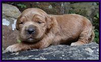 Dawn Ruler pups 2 wks old 91