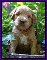 Dawn Ruler pups 4 wks old 91