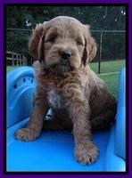 Dawn Ruler pups 6 wks old 111