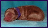 Dawn Ruler pups pups 1 day old 71