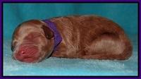 Dawn Ruler pups pups 1 day old 81