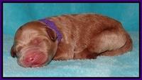 Dawn Ruler pups pups 1 day old 91