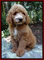 Palmieri family: Chewie the Wookie